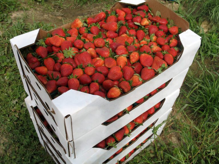 Research Indicates Fruit Stays Fresher and Safer When Packed in Corrugated